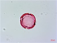 蘭嶼馬蹄花藏品圖，第2張