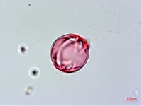 蘭嶼馬蹄花藏品圖，第4張