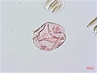 爬森藤藏品圖，第2張