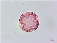 假鐵莧藏品圖，第2張