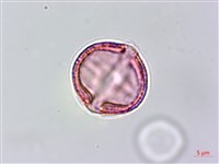 假鐵莧藏品圖，第3張