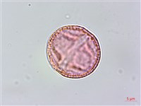 假鐵莧藏品圖，第4張