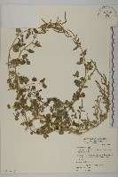 變葉藜、毛綠珠藜藏品圖，第3張