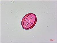 茅毛珍珠菜藏品圖，第3張