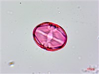 茅毛珍珠菜藏品圖，第4張