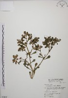 台灣佛甲草、石板菜藏品圖，第1張