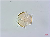 台灣佛甲草、石板菜藏品圖，第2張