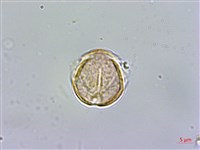 台灣佛甲草、石板菜藏品圖，第3張