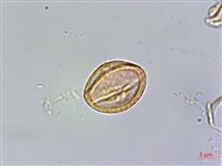 台灣佛甲草、石板菜藏品圖，第4張