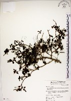 恆春金午時花藏品圖，第1張