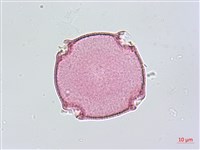 天花藏品圖，第1張