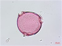 天花藏品圖，第2張