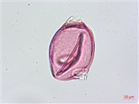 天花藏品圖，第3張