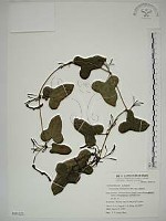 港口馬兜鈴  藏品圖，第1張