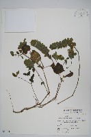 賽山藍藏品圖，第1張