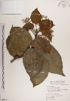 蘭嶼蘋婆藏品圖，第1張