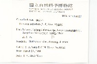 吊鐘藤藏品圖，第2張
