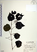 漢氏山葡萄藏品圖，第1張