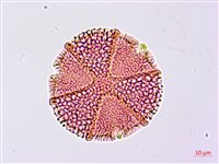 搭肉刺藏品圖，第2張