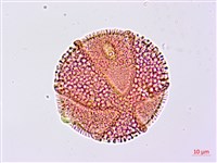 搭肉刺藏品圖，第3張