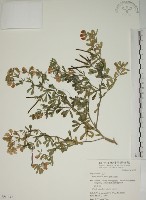 蘭嶼百脈根藏品圖，第1張