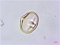 蘭嶼百脈根藏品圖，第2張