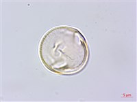 蘭嶼百脈根藏品圖，第3張