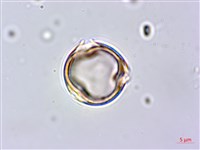 蘭嶼百脈根藏品圖，第4張