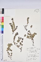 心葉大戟藏品圖，第1張