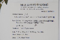 紫莖牛膝、台灣牛膝藏品圖，第2張