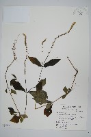 假川牛膝藏品圖，第1張