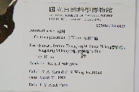 假川牛膝藏品圖，第2張