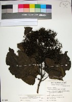 臭娘子藏品圖，第1張