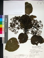 臭娘子藏品圖，第1張