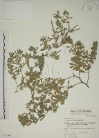 蘭嶼百脈根藏品圖，第1張