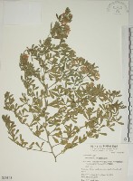 蘭嶼百脈根藏品圖，第1張