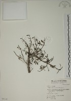 水芫花藏品圖，第1張