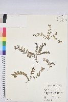 濱大戟藏品圖，第1張