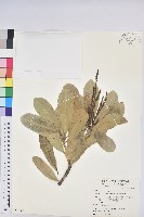 蘭嶼土沉香藏品圖，第4張