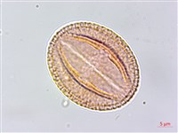 蘭嶼土沉香藏品圖，第2張