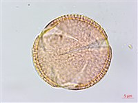 蘭嶼土沉香藏品圖，第3張