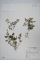 爵床藏品圖，第1張