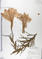 粗莖麝香百合、糙莖麝香百合、鐵炮百合藏品圖，第1張