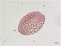 粗莖麝香百合、糙莖麝香百合、鐵炮百合藏品圖，第3張