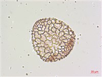 粗莖麝香百合、糙莖麝香百合、鐵炮百合藏品圖，第4張