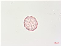 燈籠草藏品圖，第2張