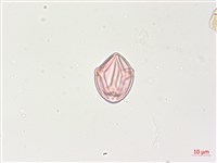 燈籠草藏品圖，第3張