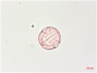 燈籠草藏品圖，第4張