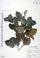 長果月橘藏品圖，第1張