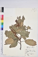 粗糠柴藏品圖，第1張